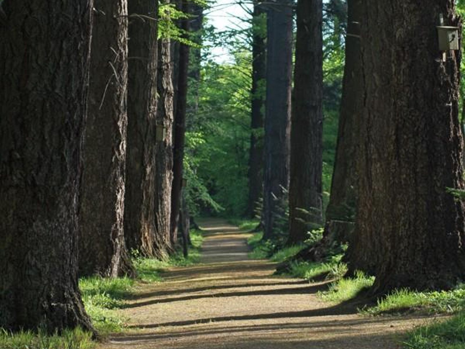 Arboretum w Karnieszewicach — miejsce warte odwiedzenia