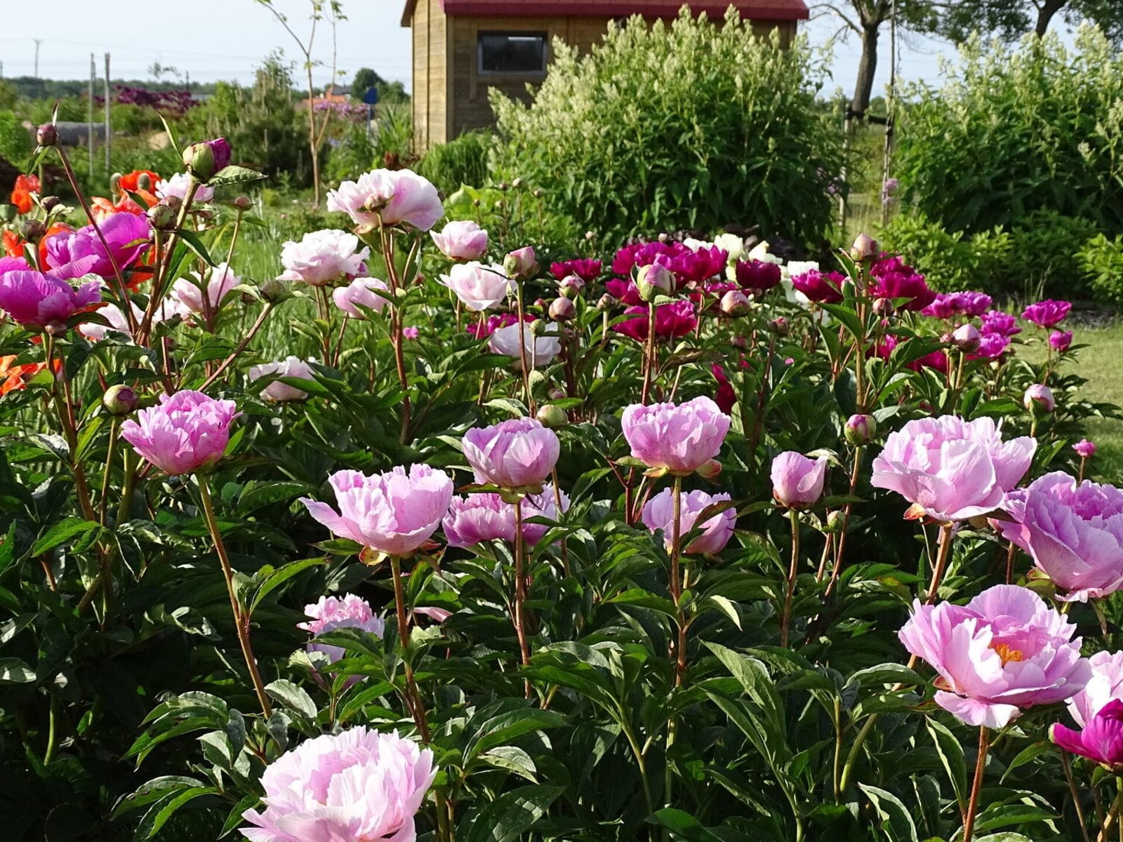 Ogród Botaniczny w Niegoszczy — miejsce warte odwiedzenia